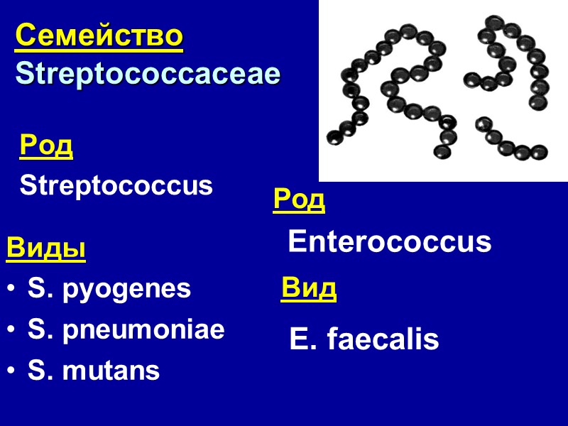 Семейство Streptococcaceae Род Streptococcus Виды S. pyogenes S. pneumoniae S. mutans Enterococcus E. faecalis